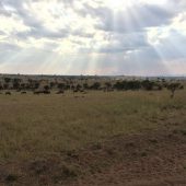  The Serengeti, TZ